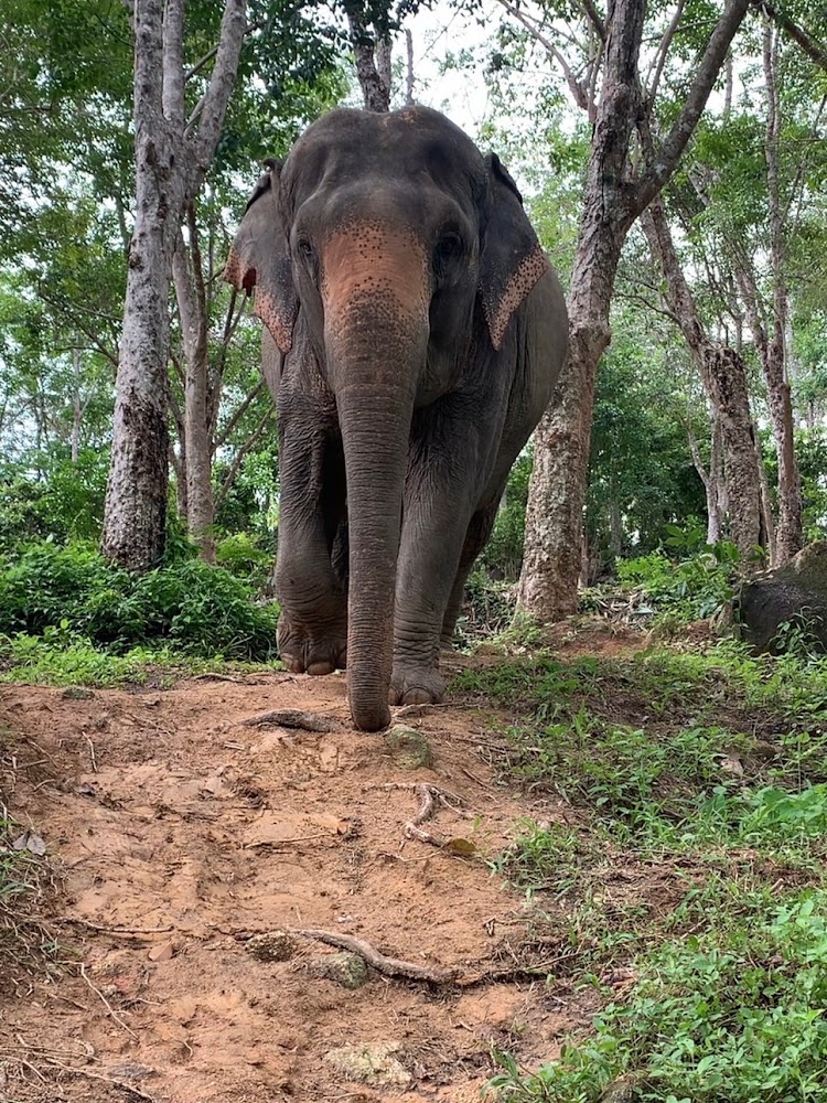 Mo Mo Roh the elephant at Phuket Elephant Park